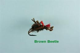 Brown Beetle Foam